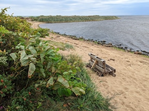 A beach with a wooden bench and dense vegetation.