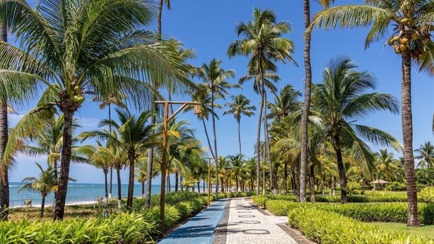 A pathway lined with palm trees leading to a beach. - GB19 Casa 7 Quartos a 50m da Praia (Camaçari)
