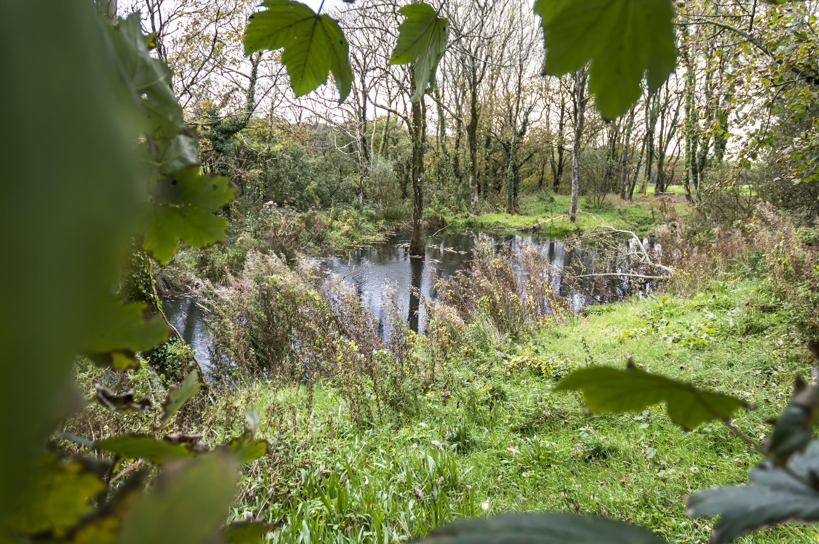 A natural landscape with a pond surrounded by trees and vegetation.