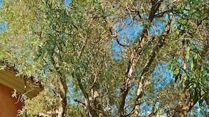 Een pad omzoomd door bomen leidt naar een gebouw met een stenen boog.