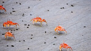 Cangrejos sobre una superficie arenosa.