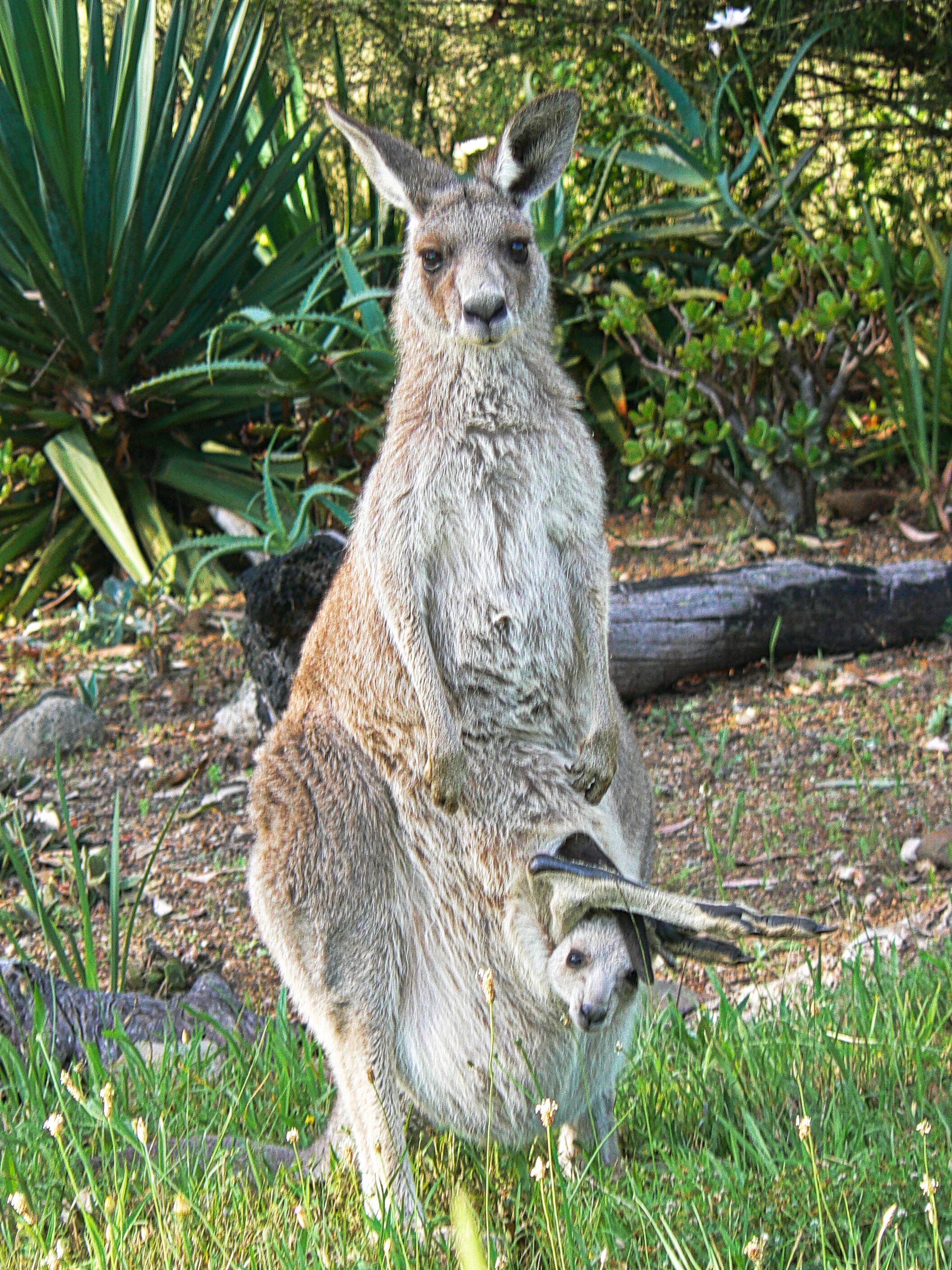 “Six Oaks” Wilderness Retreat — image 23