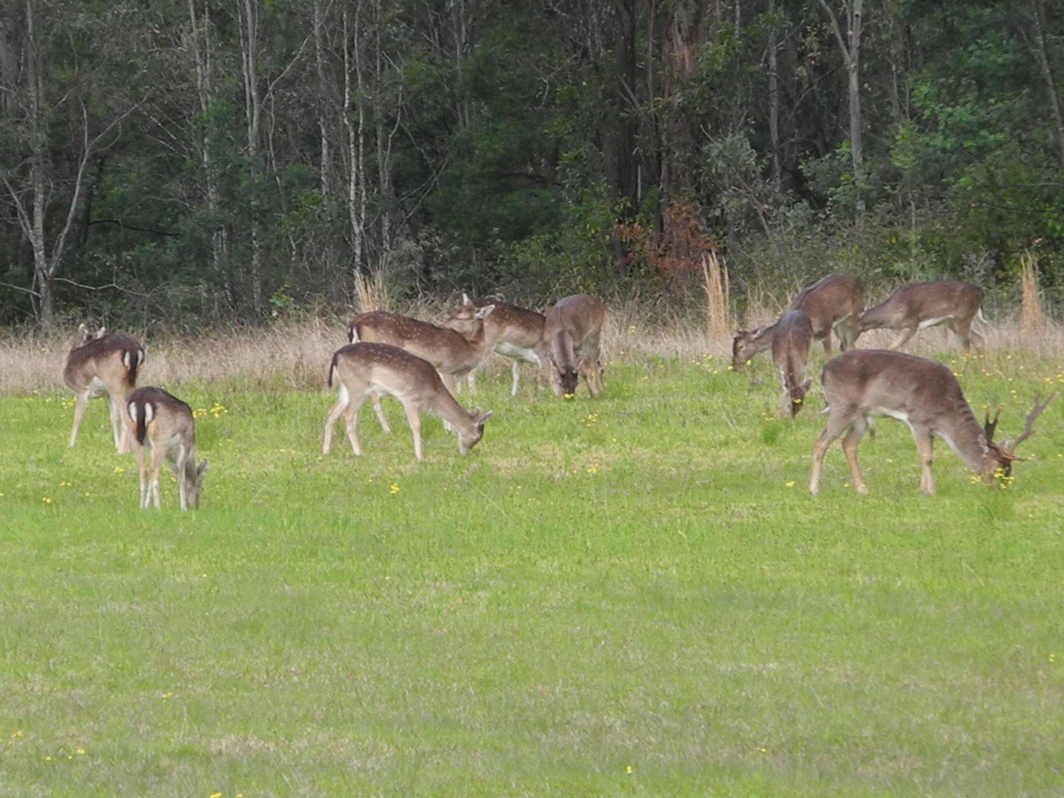 “Six Oaks” Wilderness Retreat — image 24