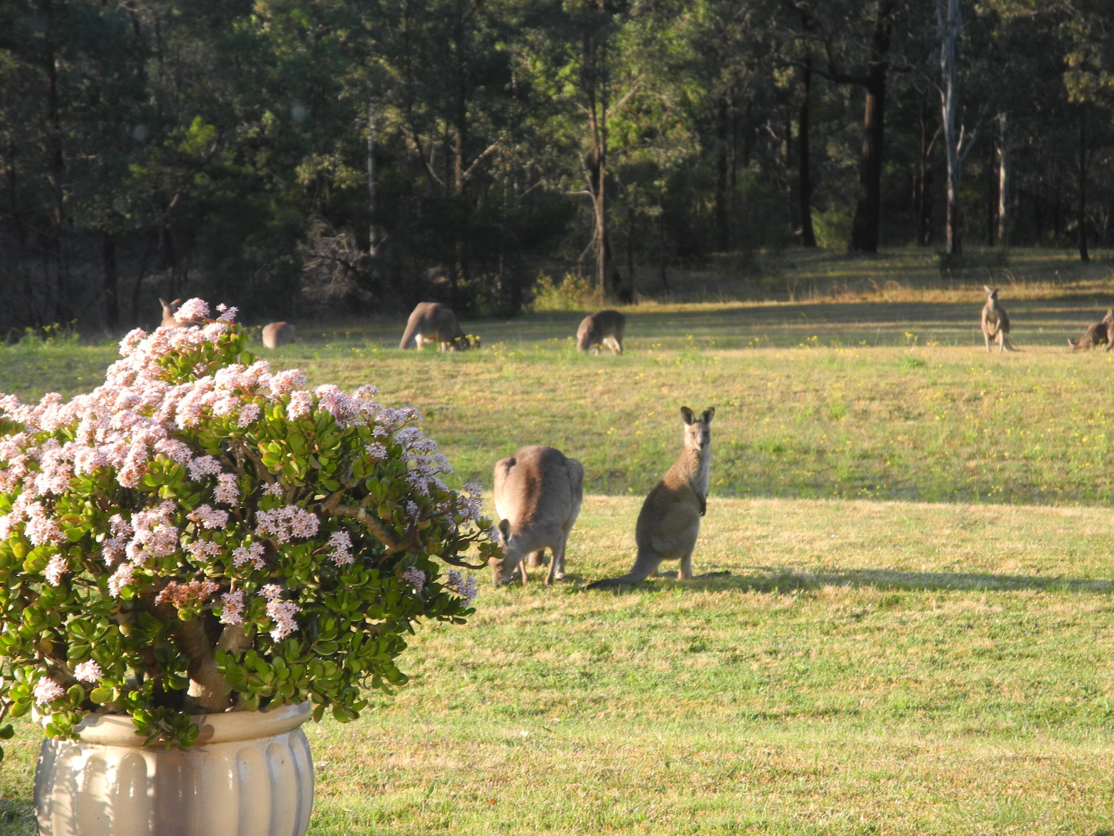 “Six Oaks” Wilderness Retreat — image 18