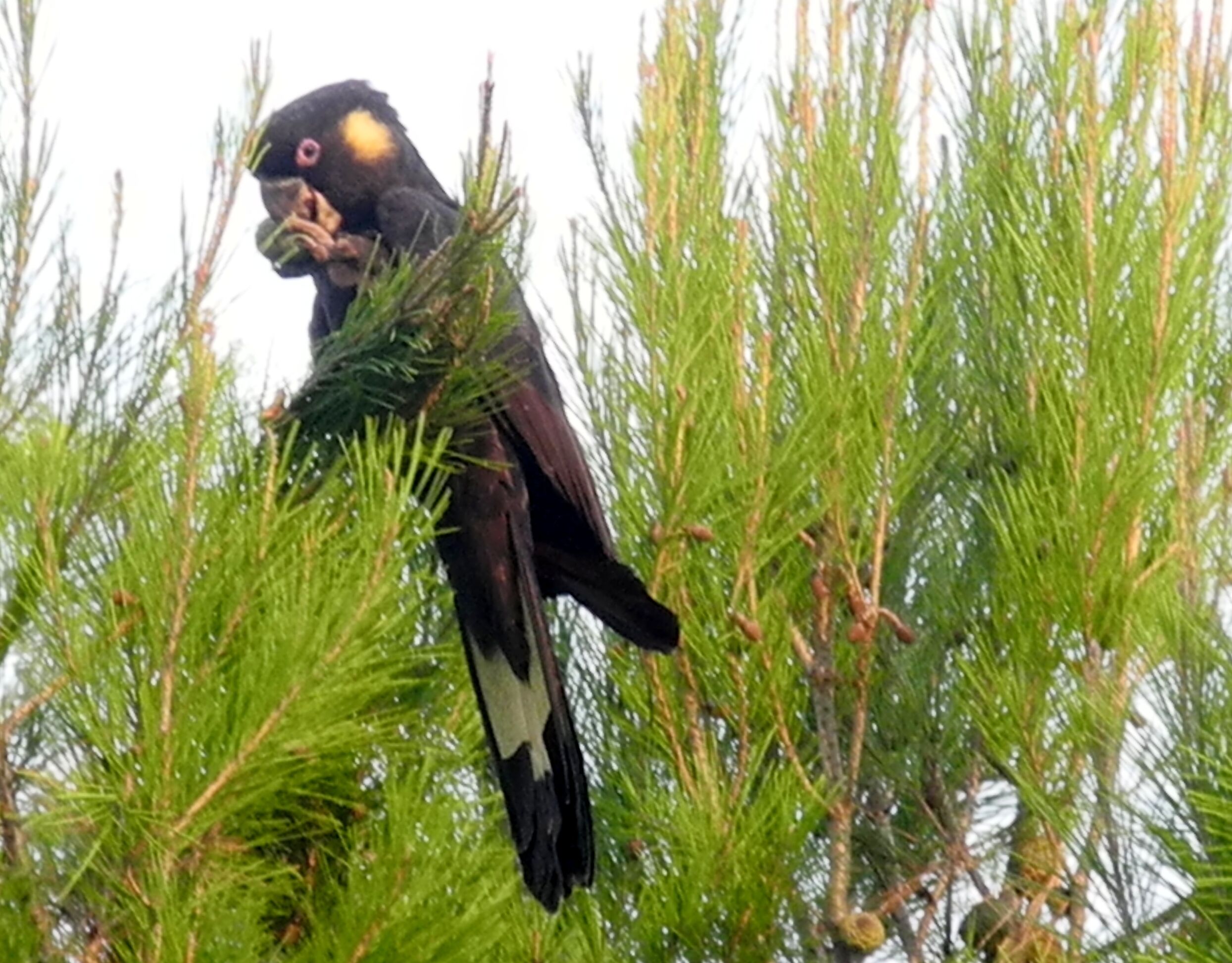 “Six Oaks” Wilderness Retreat — image 22