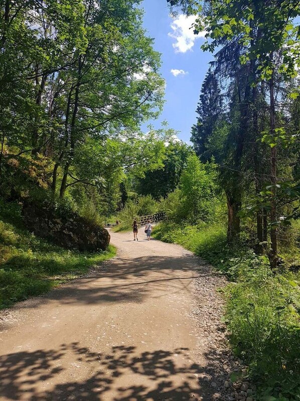 Un sentier de terre serpente à travers une zone boisée, bordée d’arbres des deux côtés.
