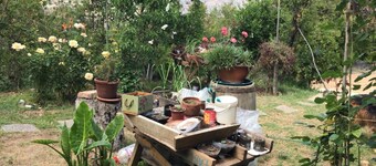 Connect with the Chilean native forest