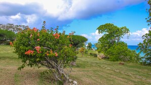 A grassy area with a tree bearing pink flowers, a large tree with a curved trunk, and a view of the ocean. - Rica Vista Beach Cottages (Boscobel)
