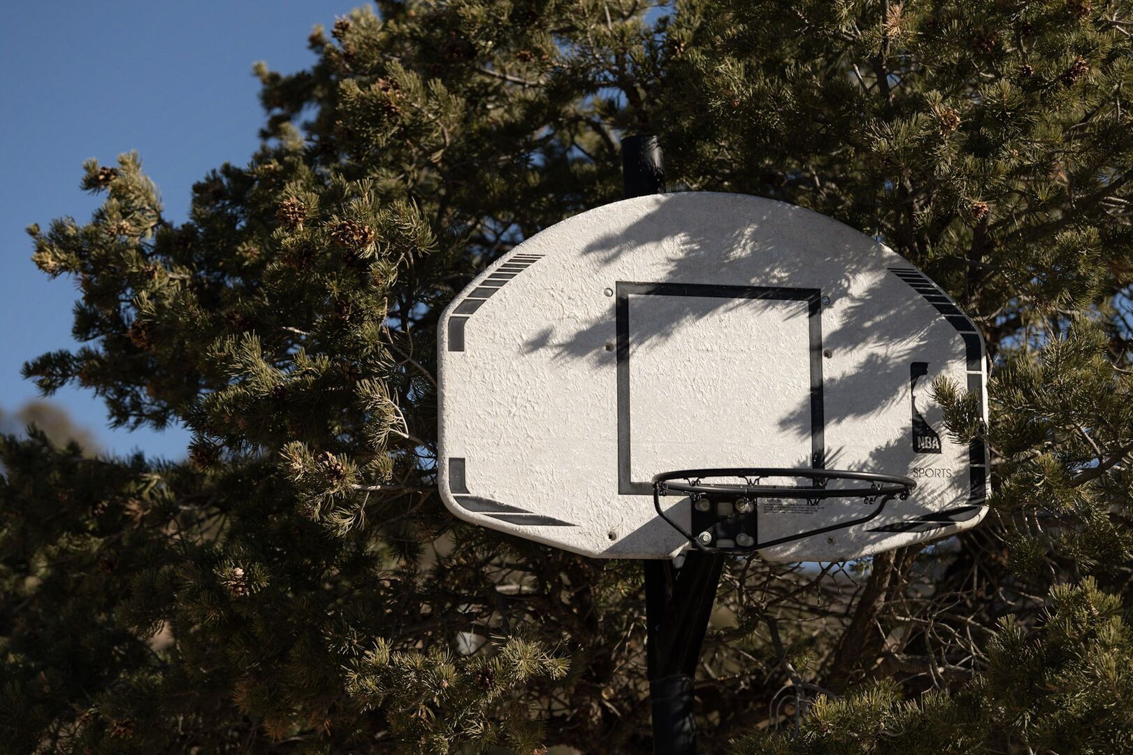 A basketball hoop mounted on a pole, surrounded by dense pine trees.