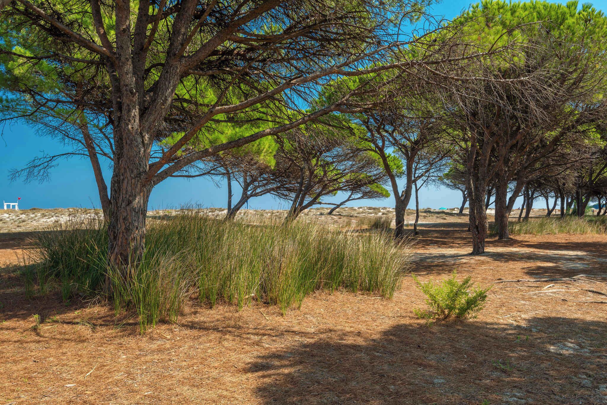 A coastal area with trees and a sandy path.