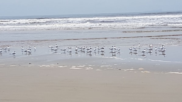 A beach with seagulls standing in shallow water.