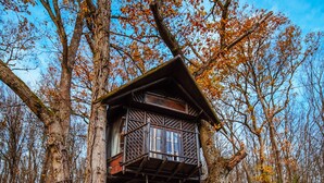 Une cabane perchée dans un arbre, dotée d’une terrasse en bois et d’une échelle, entourée du feuillage automnal.