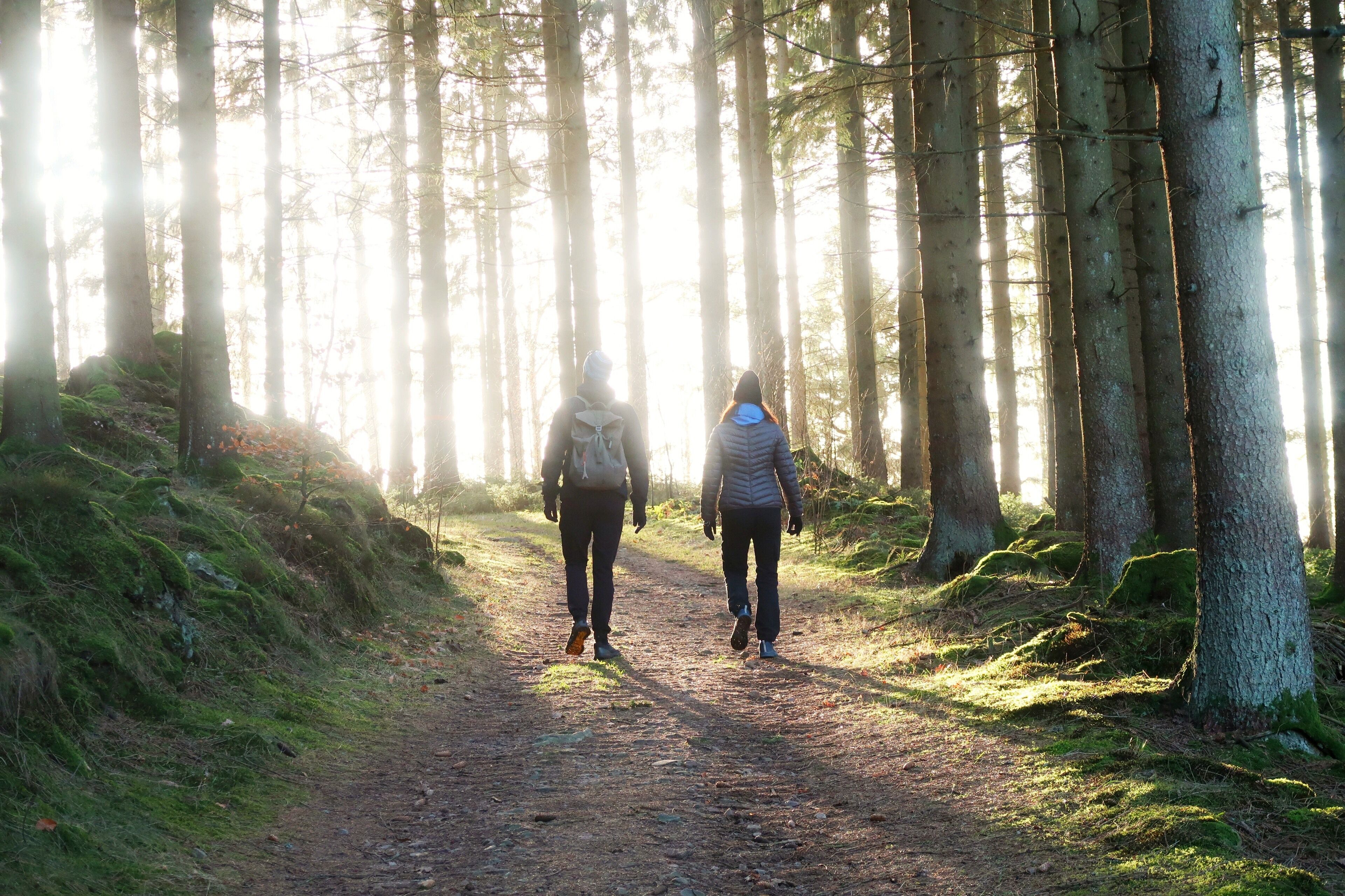 A forest path with two people walking away from the camera.