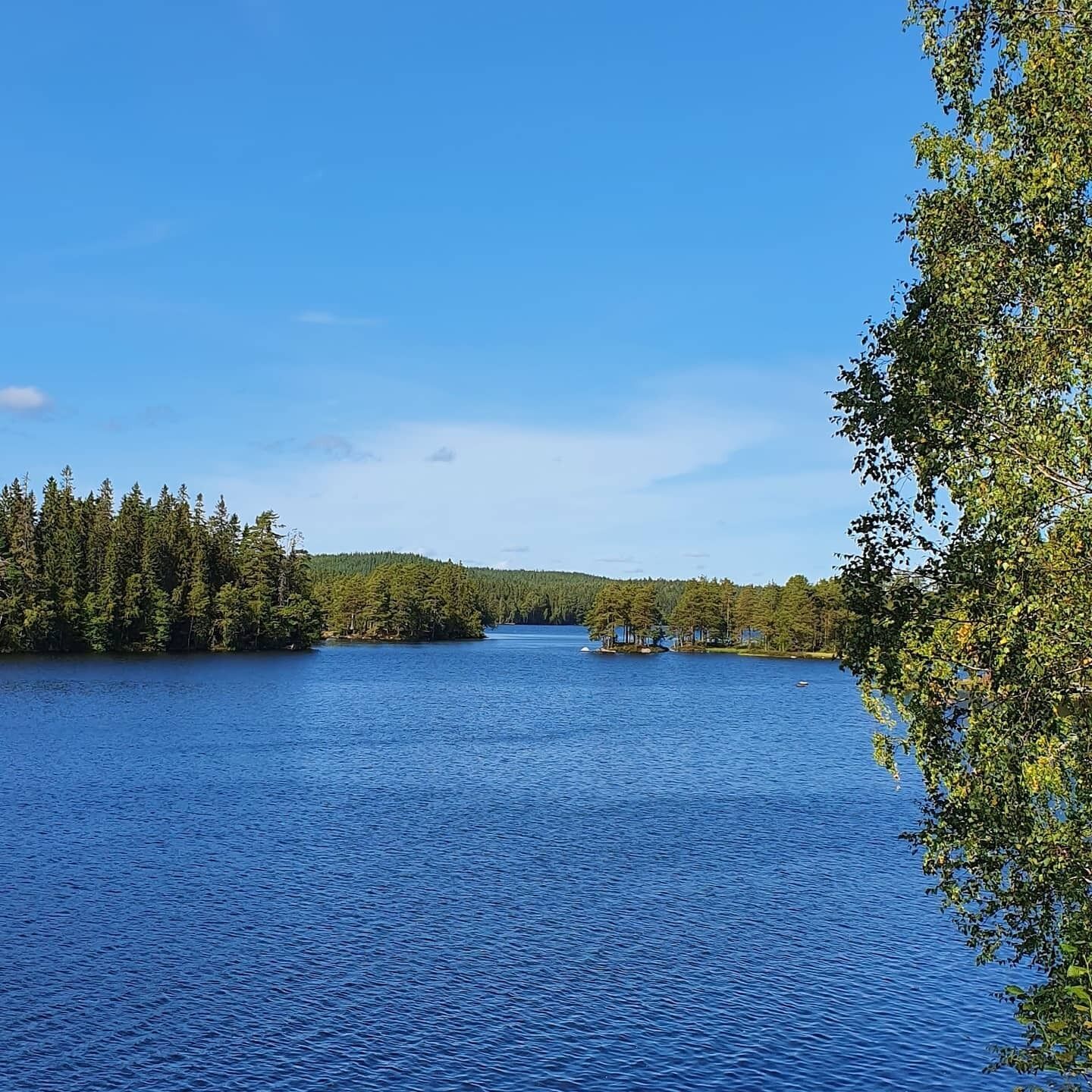 Un lago tranquilo rodeado de un bosque denso.