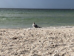 Beach nearby, sun-loungers, beach towels