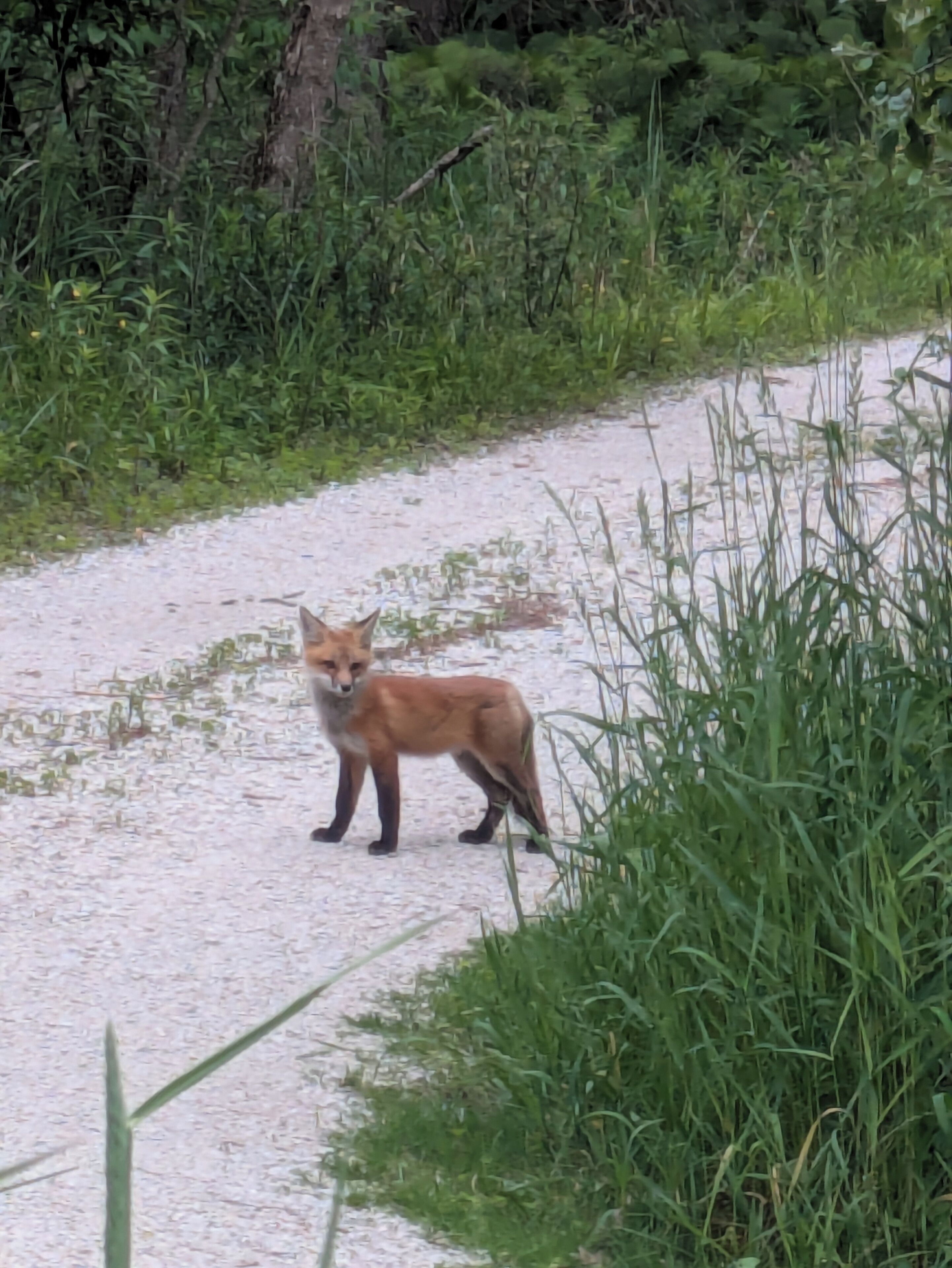 Ein Fuchs auf einem Schotterweg, umgeben von viel Grün.