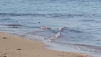 Căn hộ, 1 phòng ngủ, hút thuốc, hiên | Ngoại thất