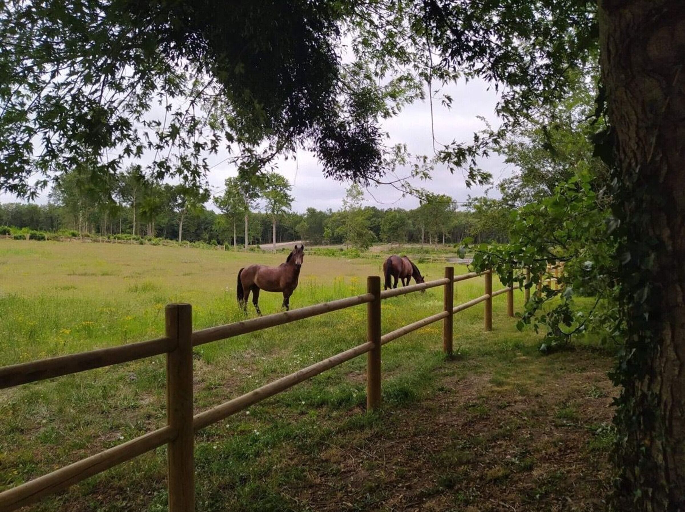 A fenced outdoor area with two horses grazing.