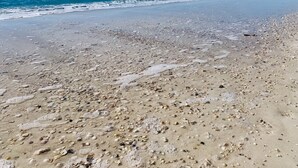 Une plage où l’on trouve une grande variété de coquillages et de galets dispersés sur le sable.