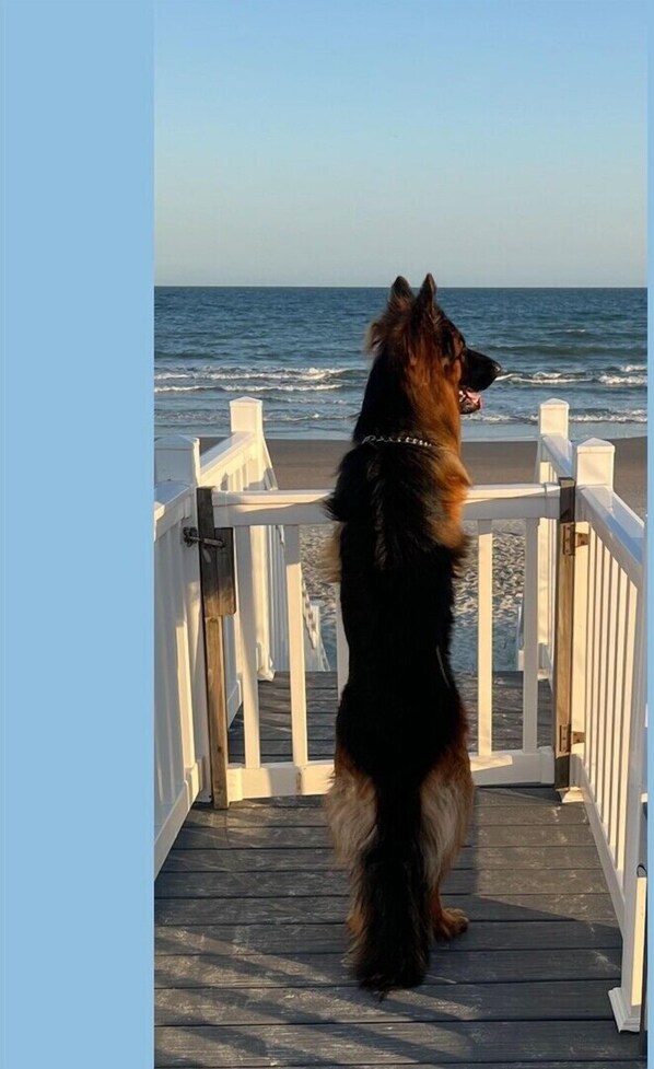 A dog standing on a wooden deck overlooking the ocean.