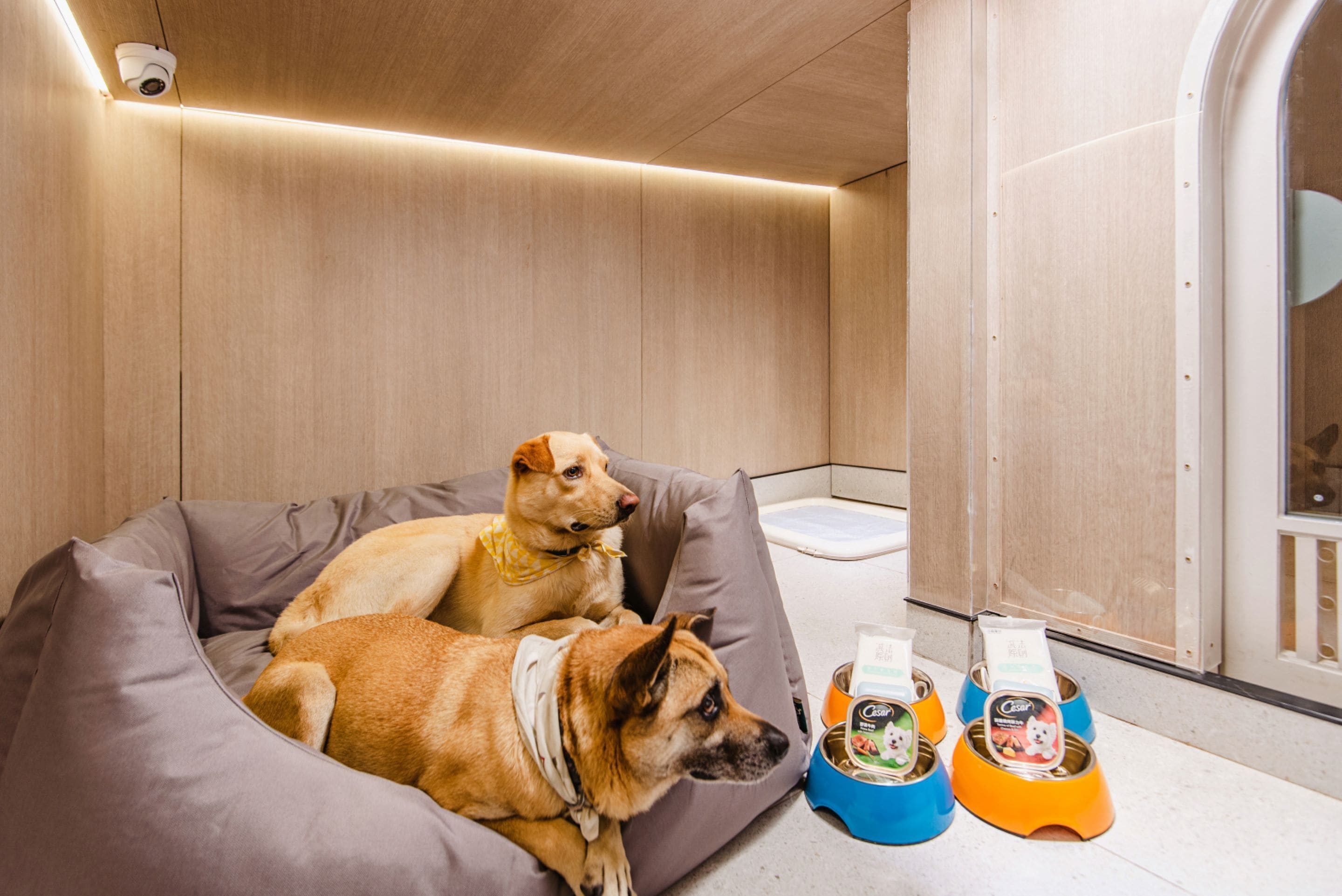 pet-friendly amenities