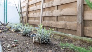 Ein Garten mit Lavendelpflanzen und entsprechenden Schildern.