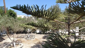 Un jardín con varios árboles y arbustos, incluyendo una palmera destacada.