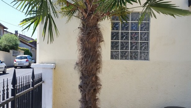 A house with a palm tree, a window with a grid pattern, a black trash bin, and a white fence.