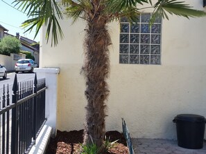 A house with a palm tree, a window with a grid pattern, a black trash bin, and a white fence.