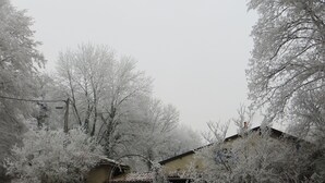 A house surrounded by snow-covered trees.