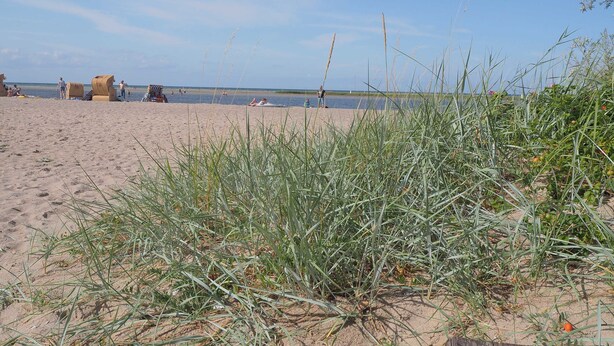 A sandy beach with some vegetation in the foreground, a few people, and a clear sky.