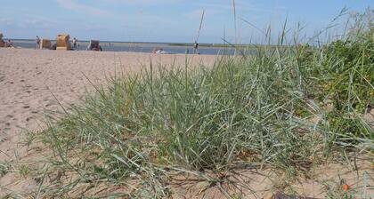 Grauer Esel E5 - Will & Seemann GbR