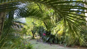 Un jardín exuberante con follaje denso y un sendero de césped.