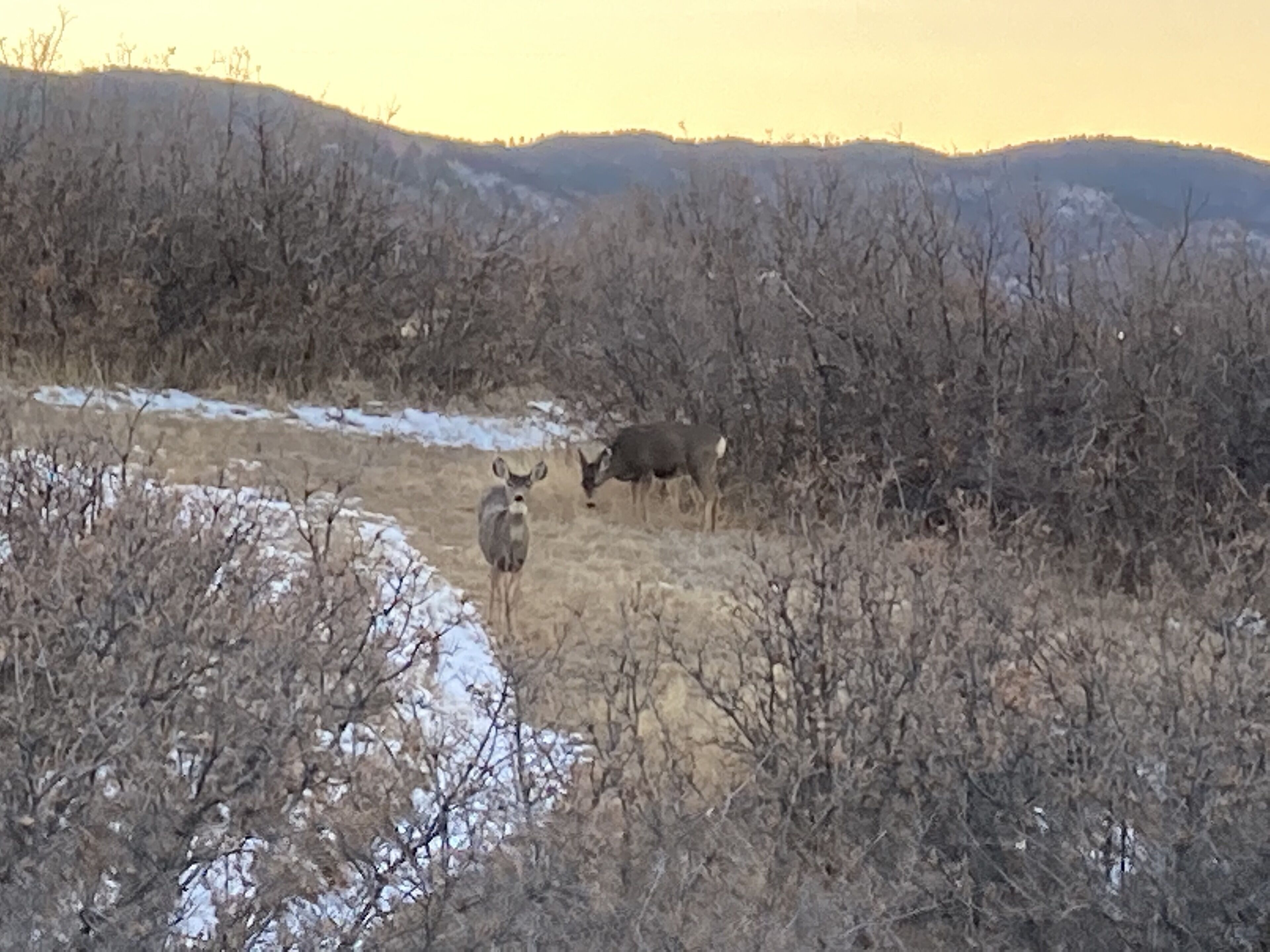 A natural landscape with deer in a field, surrounded by trees and hills.