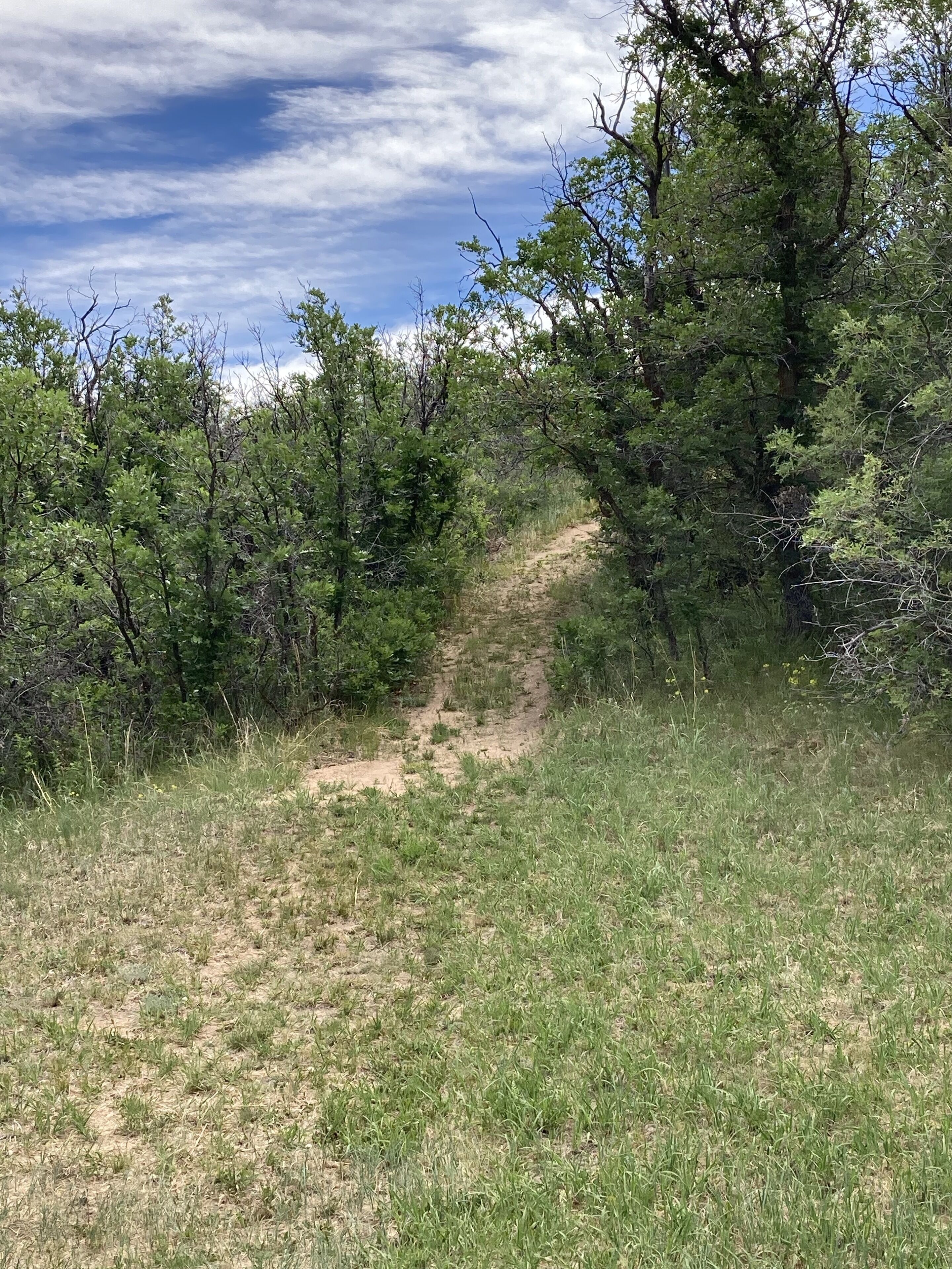 A dirt path surrounded by dense green foliage.