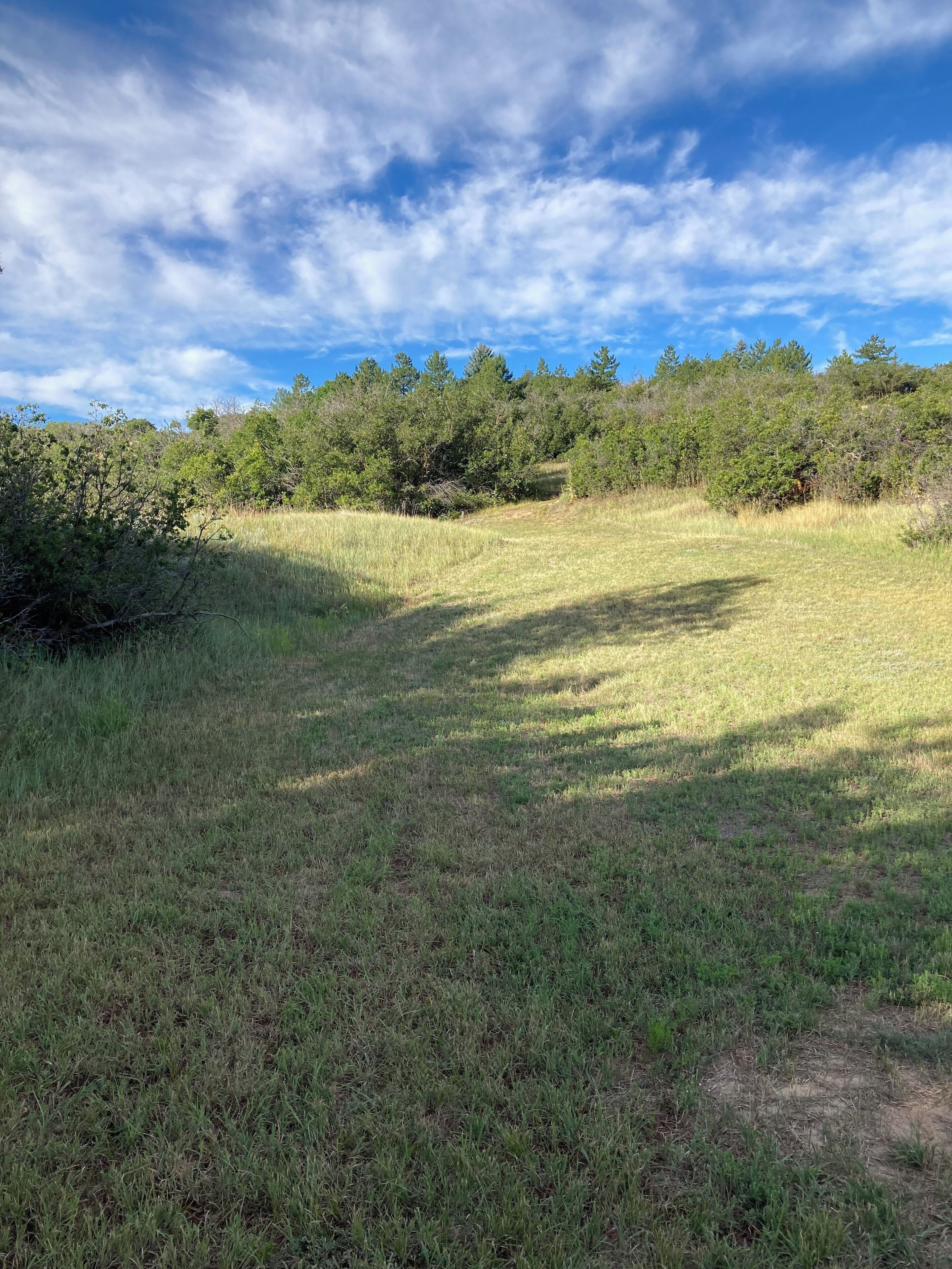 Un campo cubierto de hierba con árboles al fondo y cielo despejado.
