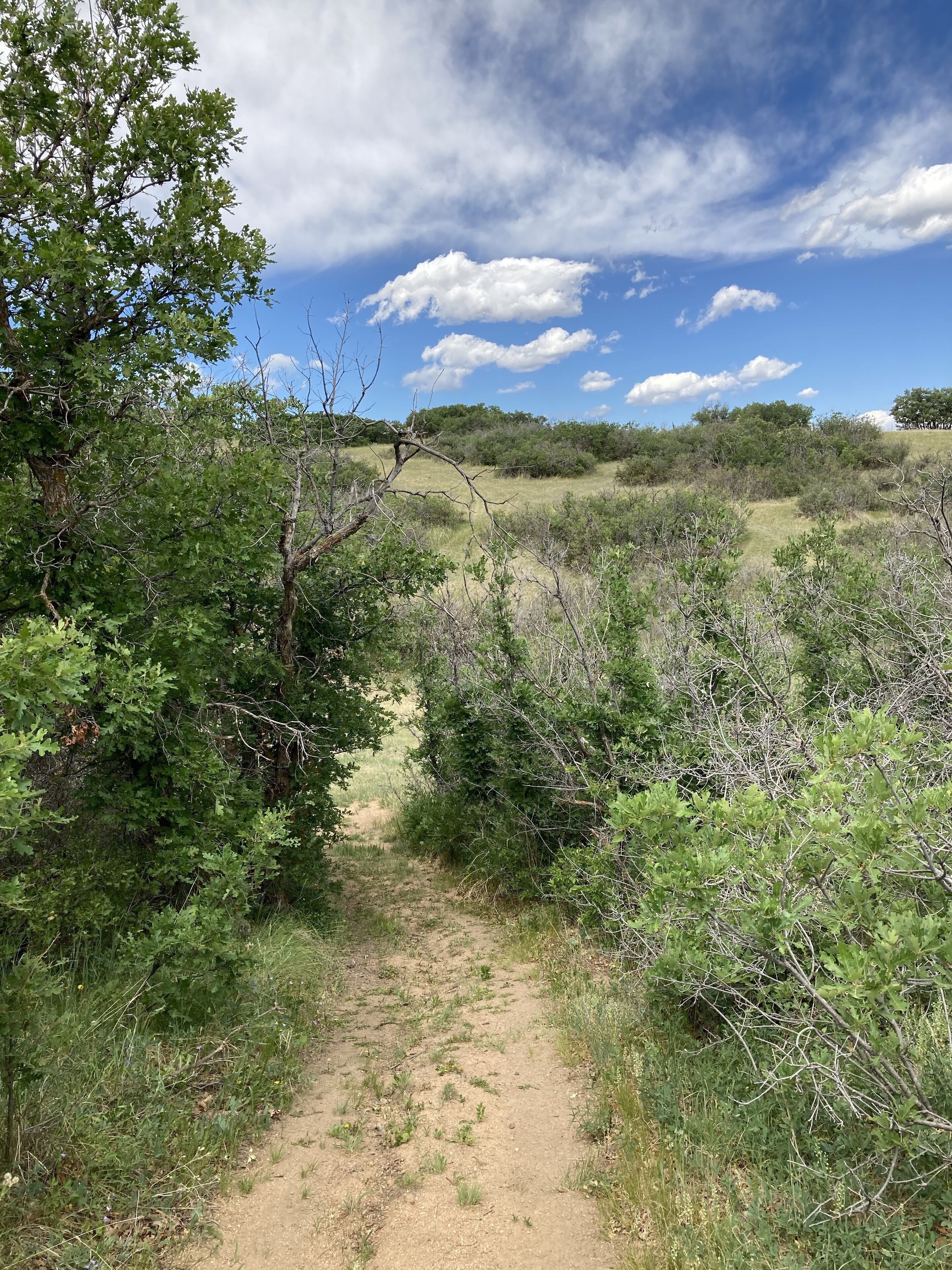 A dirt path through a natural landscape with dense shrubbery and trees.