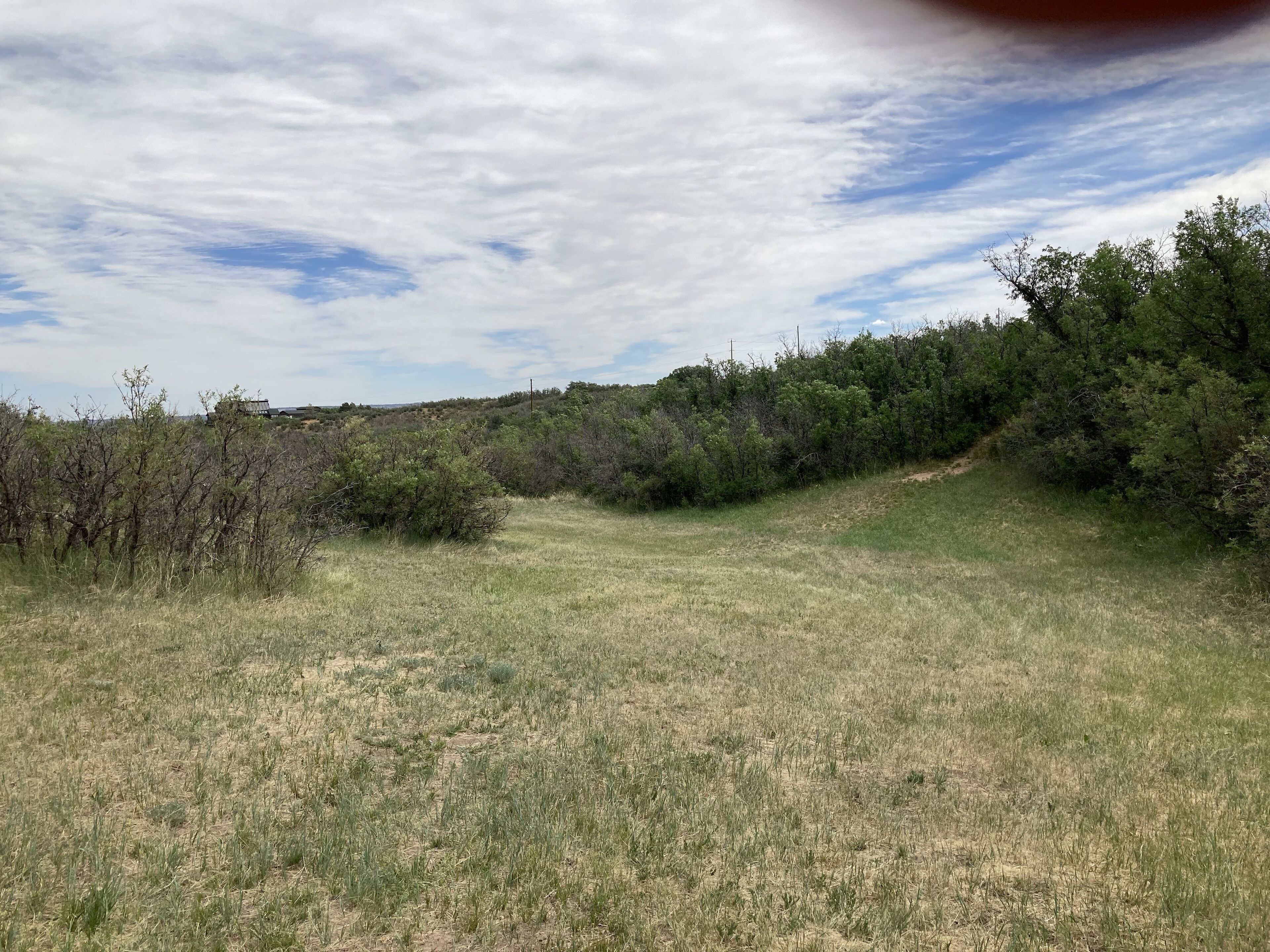 A grassy field with sparse vegetation and a hill with dense trees in the background.