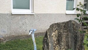 A bird statue in a garden area with a house in the background. - Burgauer Fewo (Burgau)