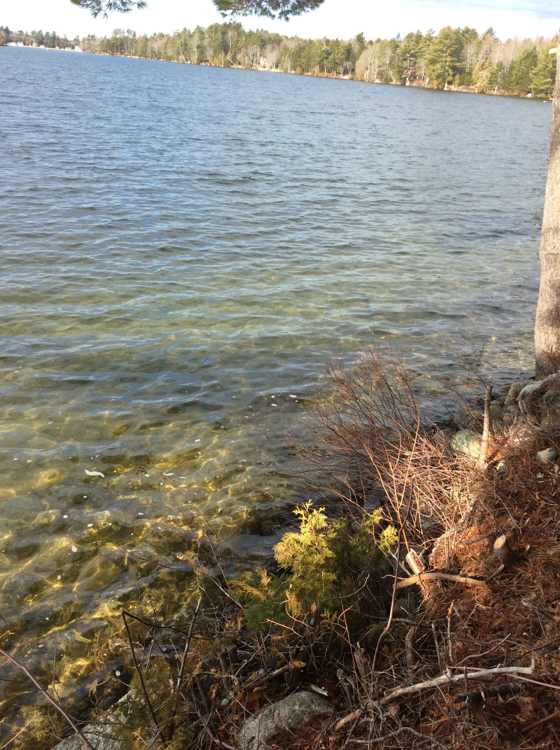 A lake with clear water, surrounded by trees and vegetation.