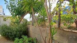 Een tuin met verschillende planten, waaronder een hoge palmachtige plant, omgeven door een stenen rand.