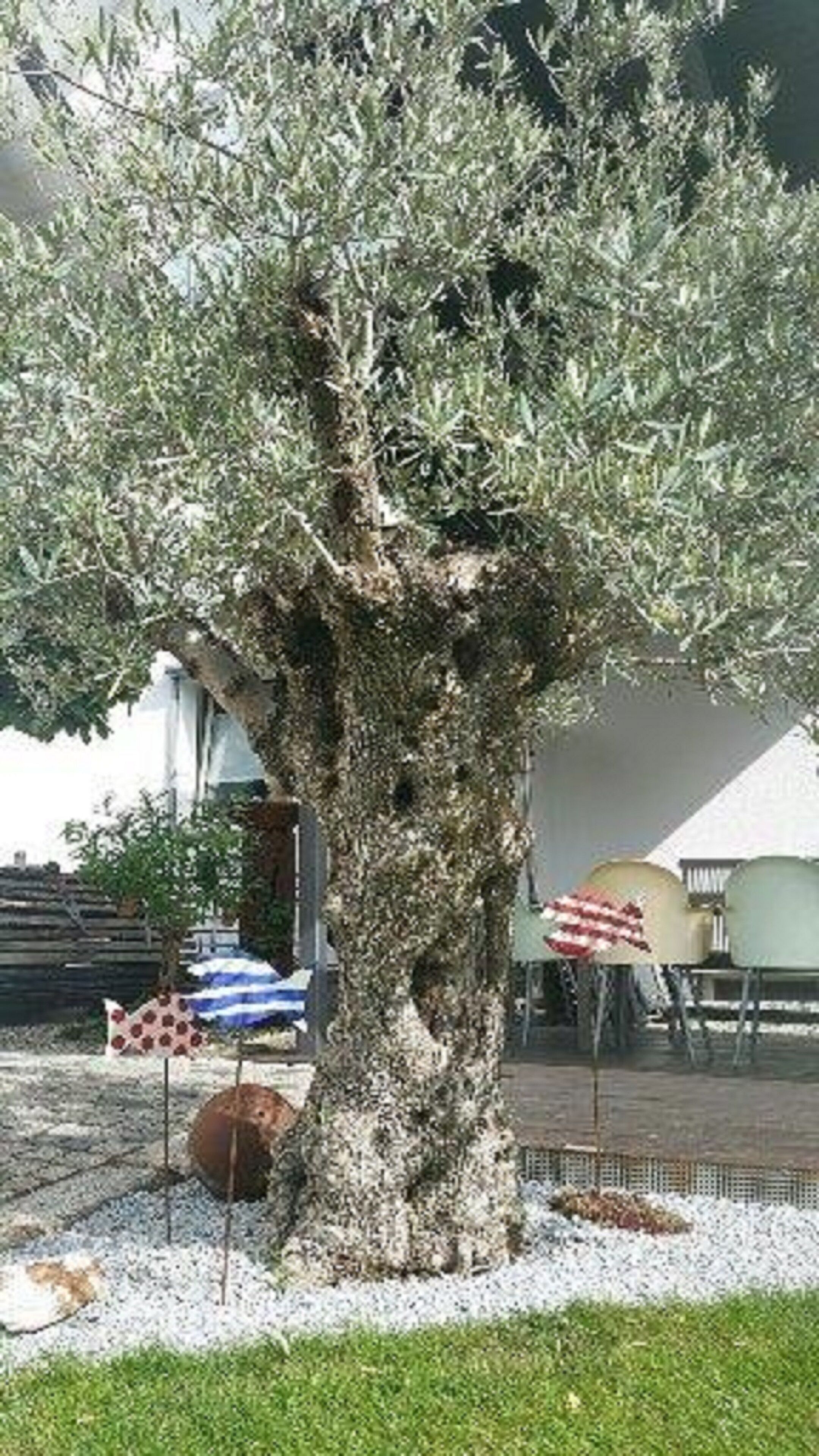 A tree with a thick trunk and dense foliage, surrounded by a gravel path and a small grassy area.