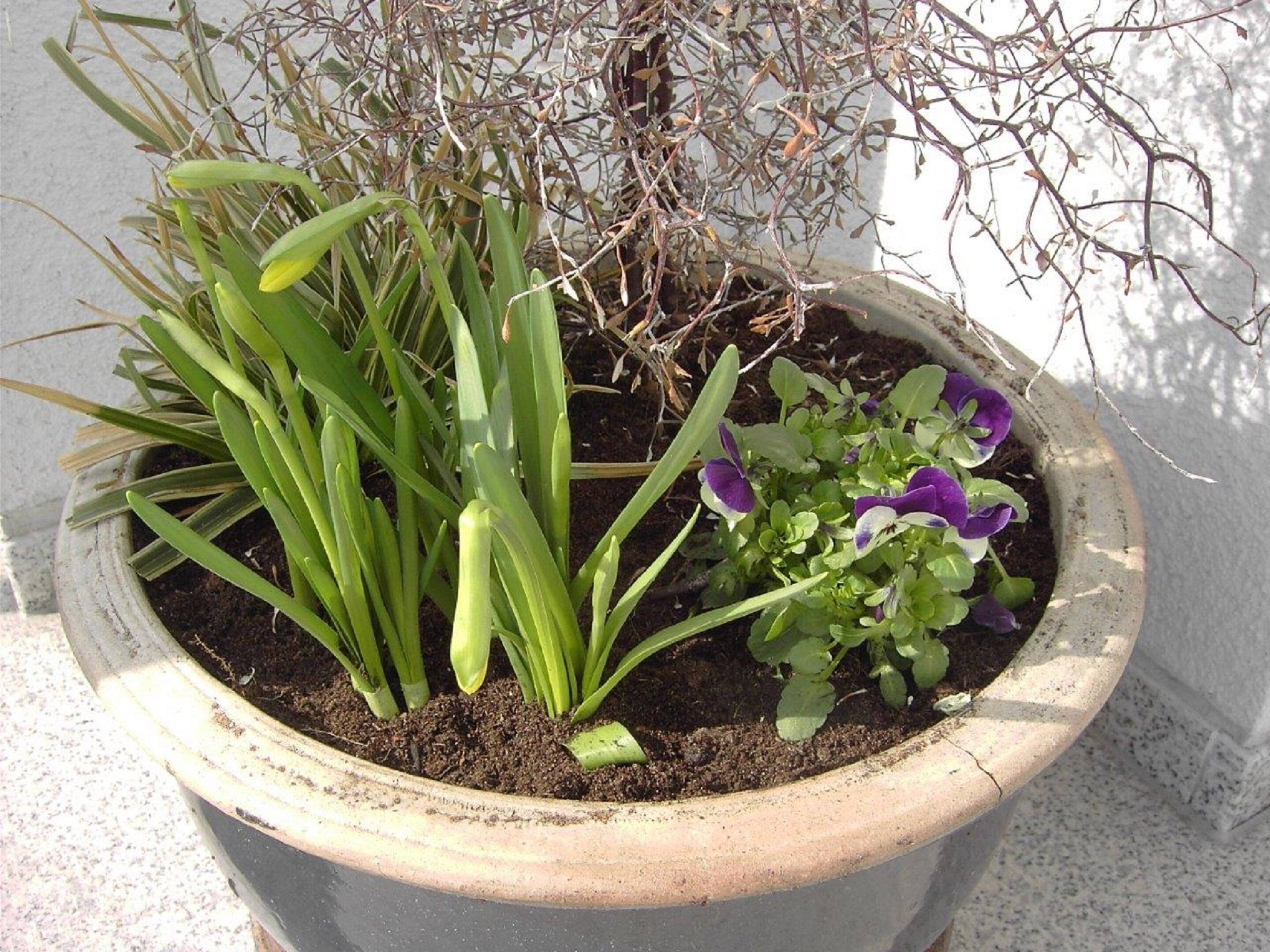 A potted plant with green foliage and purple flowers, placed against a wall.