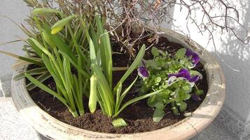 A potted plant with green foliage and purple flowers, placed against a wall.