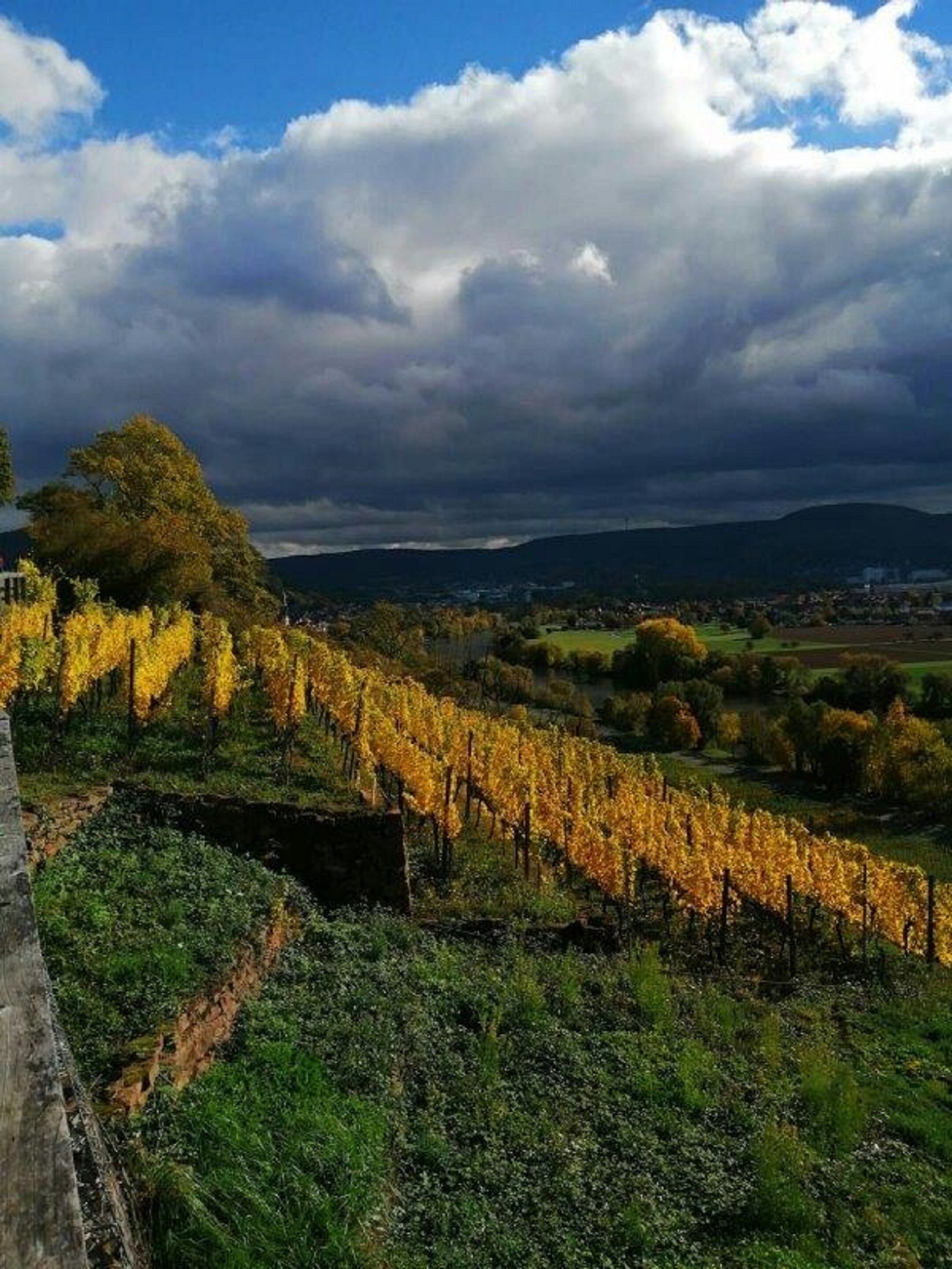 A vineyard with rows of grapevines under a cloudy sky.