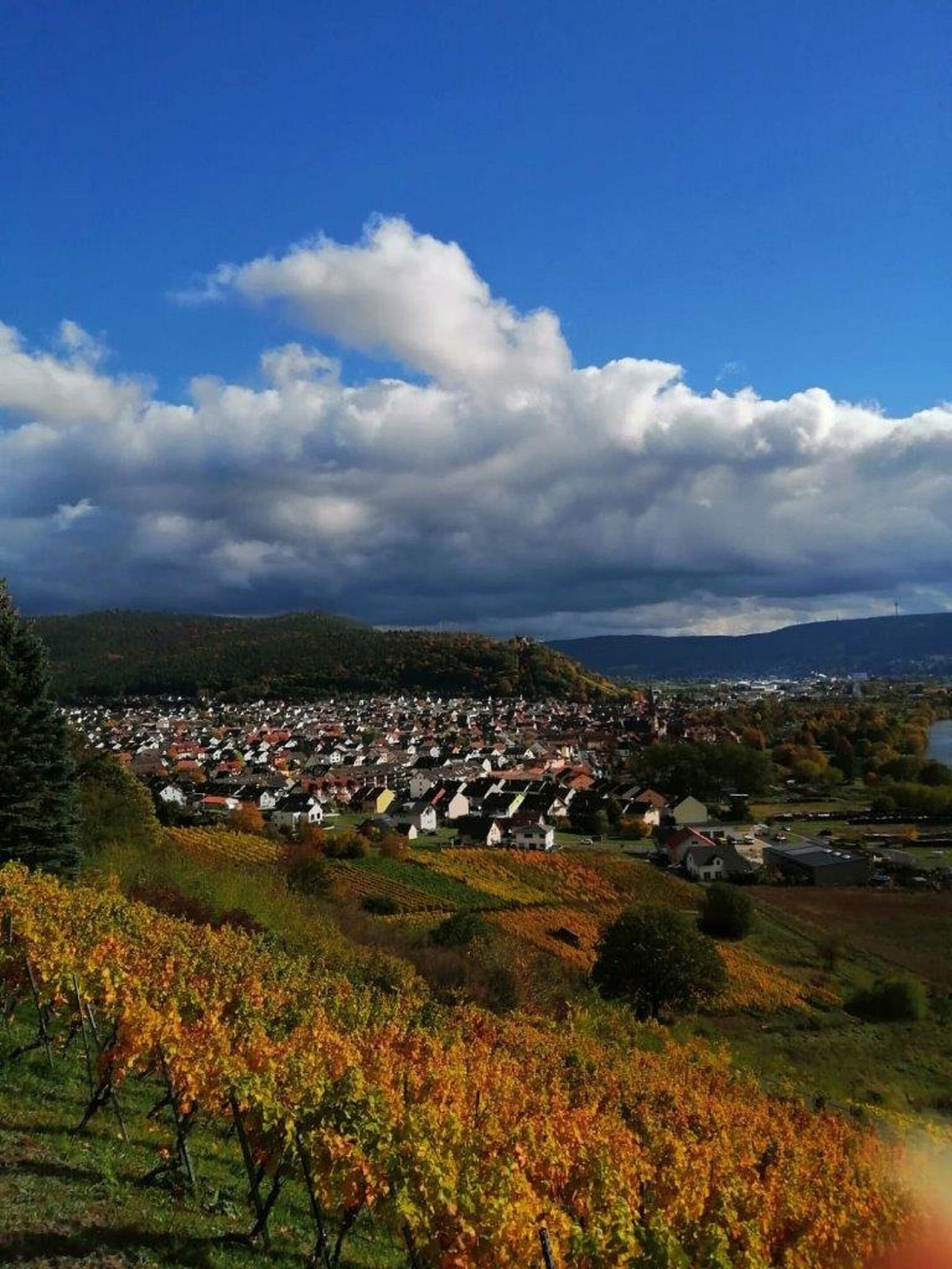Viñedo con hileras de vides y un pueblo al fondo.