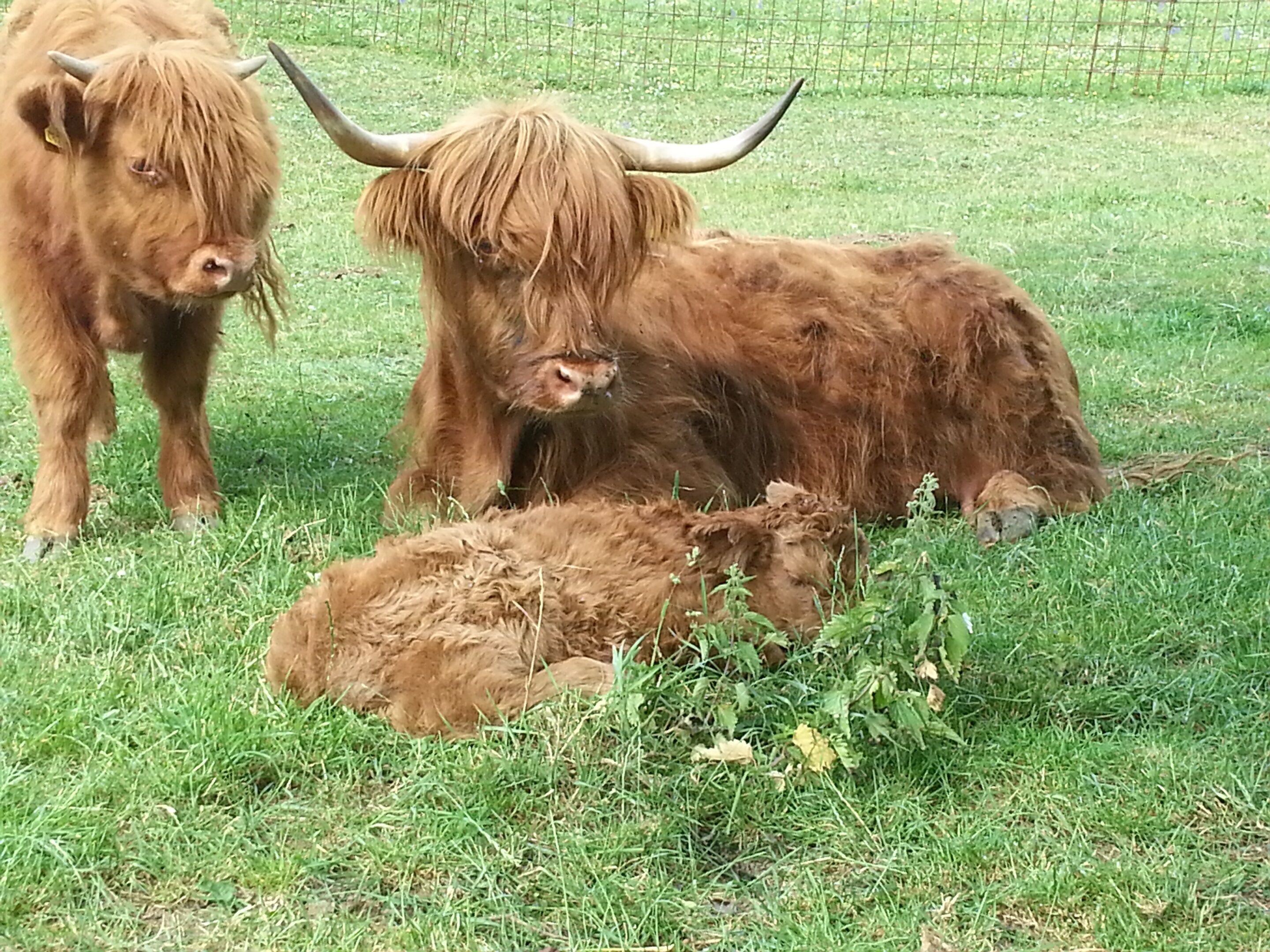 Une vache des Highlands avec son veau, dans un champ verdoyant.