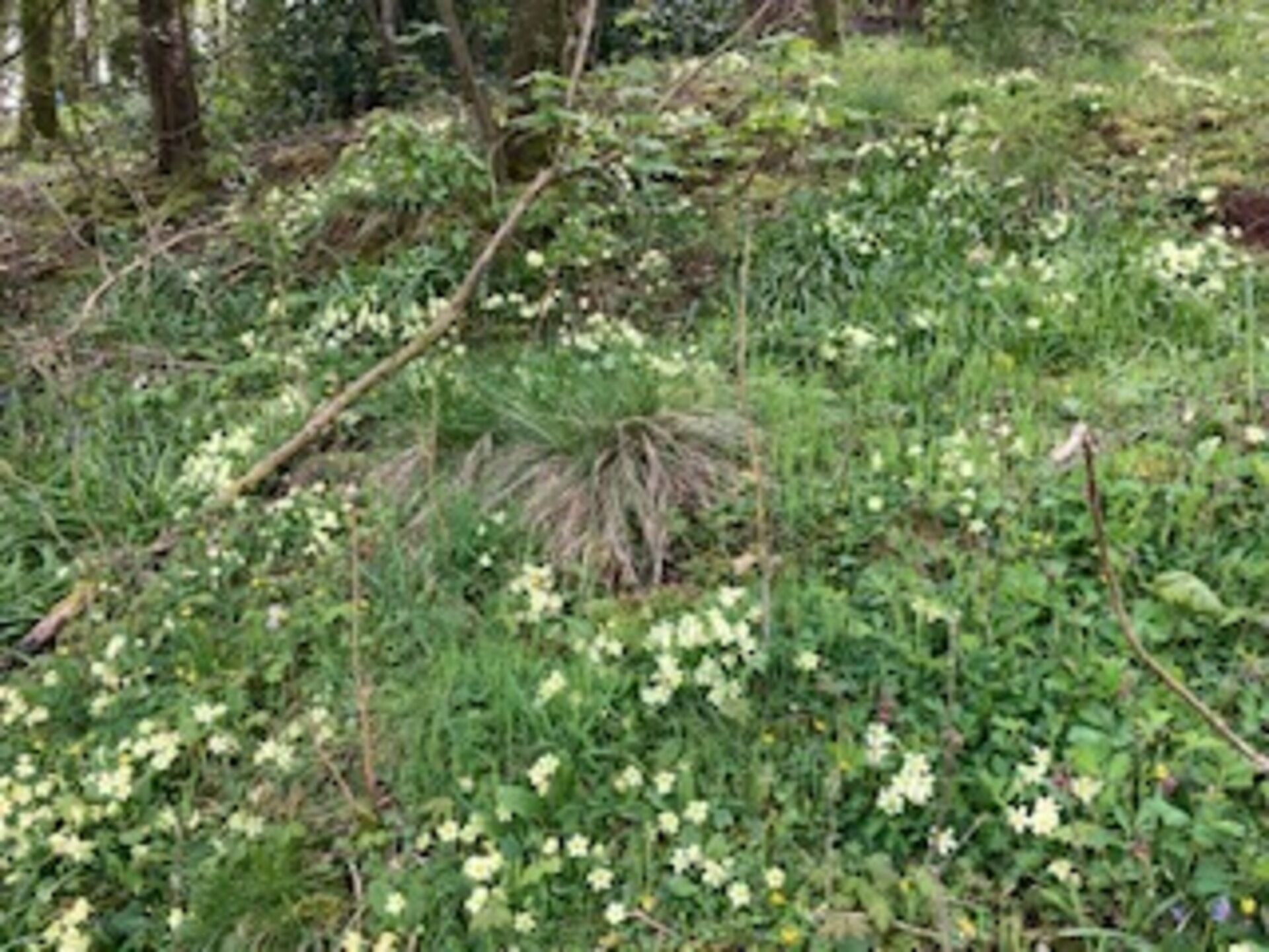 A dense forest with various green plants and small yellow flowers.
