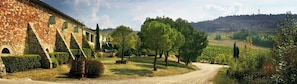 A rural landscape with a stone building, a dirt path, and a vineyard.