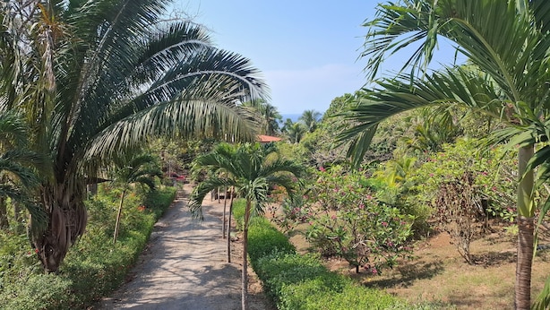 A pathway flanked by lush greenery and palm trees, leading towards a distant structure. - Beautiful home with ocean views (Playa Samara, Nicoya)